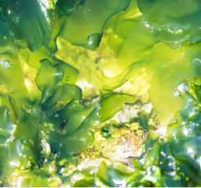 Estudi desmenteix que els plàstics biodegradables augmentin l’abocament de deixalles