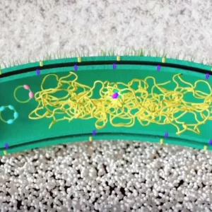 GenRewire: edició genètica que reprograma bacteris per a la degradació de plàstics