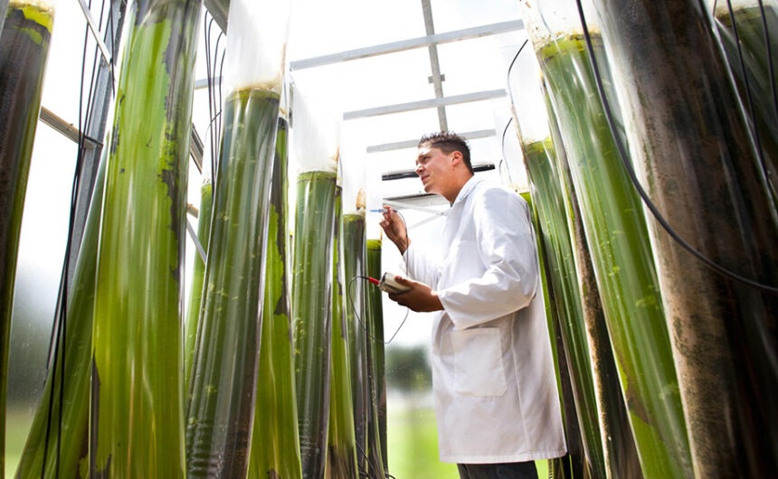 Estratègia europea de bioeconomia: impuls als bioplàstics